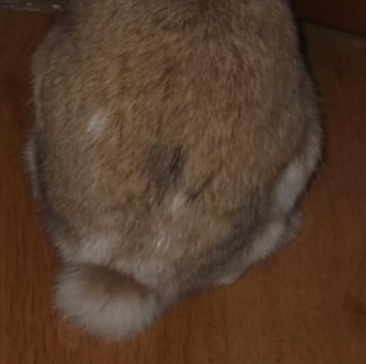 Intrygujący przewodnik: Jak efektownie zrobić ogon królika krok po kroku