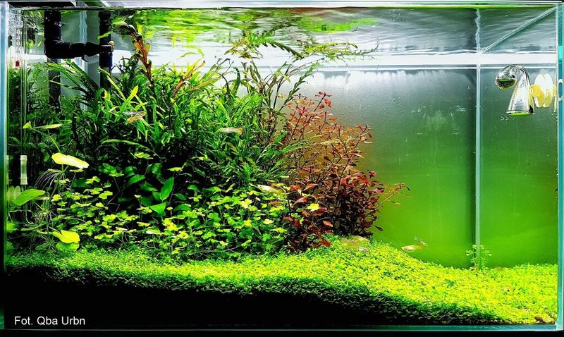 Jak długo powinieneś napowietrzać wodę w akwarium, aby zapewnić zdrowe środowisko?