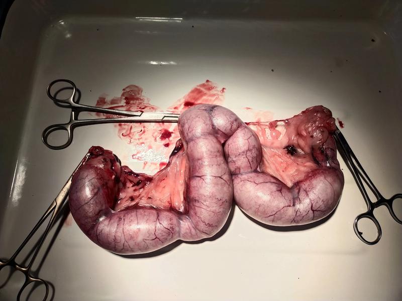 Jak długo trwa cieczka u psa i co warto wiedzieć?