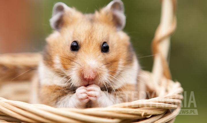Jak rozpoznać objawy alergii na chomika dżungarskiego?
