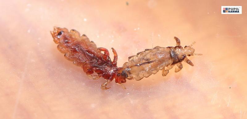 Jak rozpoznać objawy wszy u psa i skutecznie z nimi walczyć?