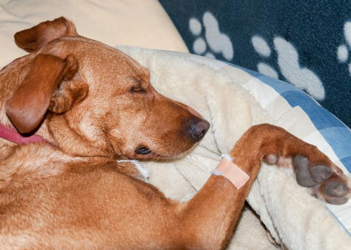 Jak skutecznie radzić sobie z mocznicą u psa? Możliwości leczenia i rehabilitacji