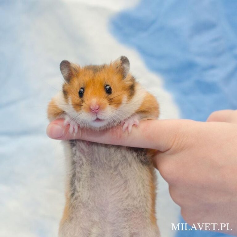 Jak zapewnić idealną opiekę dla chomika syryjskiego? Praktyczne porady dotyczące dbania o niego