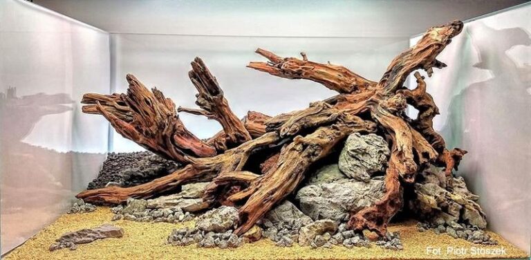 Jakie korzyści przynosi korzeń w akwarium?