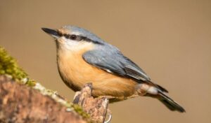 Kowalik – czy ten ptak rzeczywiście odlatuje na zimę?