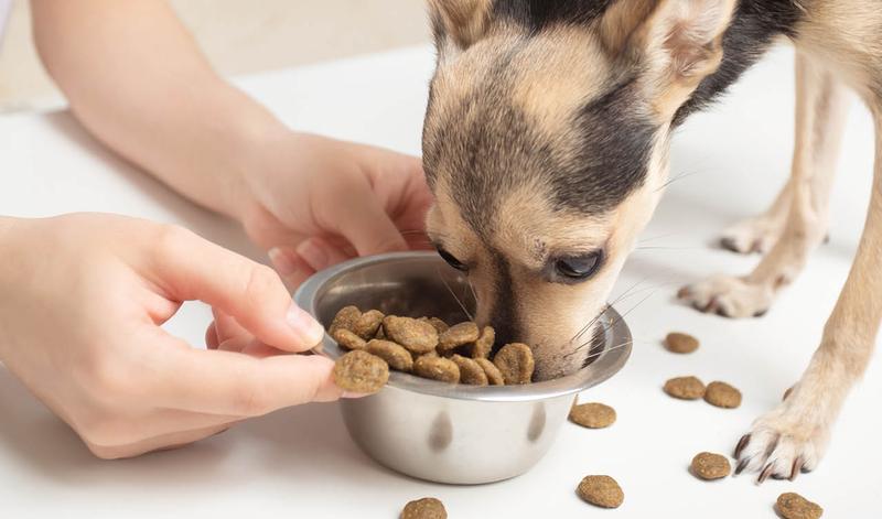 Najlepsze opcje żywieniowe: jakie jedzenie dla psa wybrać?