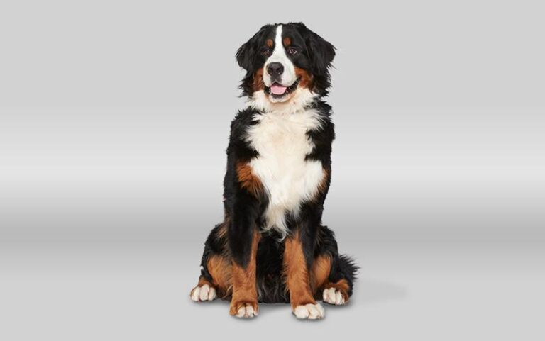 Odkryj fascynujący świat ras psów domowych – który czworonóg najlepiej pasuje do Ciebie?