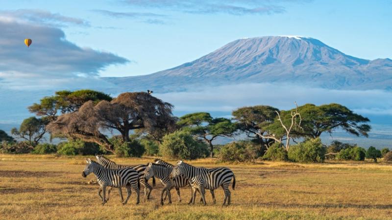 Odkryj fascynujący świat zwierząt, które żyją w Kenii