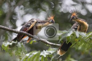 Odkrywając znaczenie ptaków w przyrodzie: kluczowe ogniwo ekosystemu