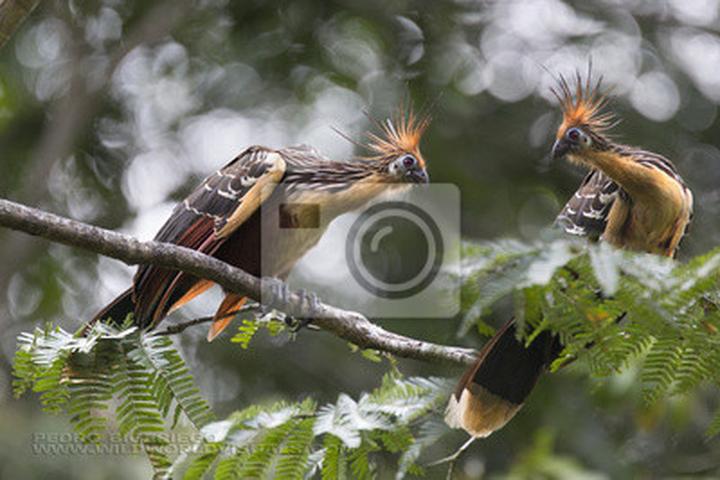 Odkrywając znaczenie ptaków w przyrodzie: kluczowe ogniwo ekosystemu