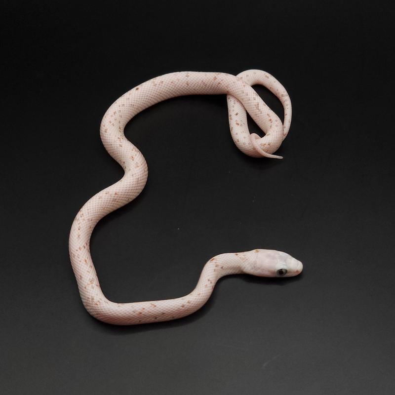 Optymalne nawyki żywieniowe: jak często karmić węża zbożowego?