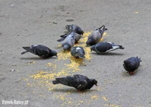 Optymalne porcje karmy dla gołębi – ile ich podawać?