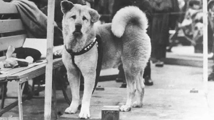 Poznaj rasę psa Hachiko – historia wyjątkowej miłości