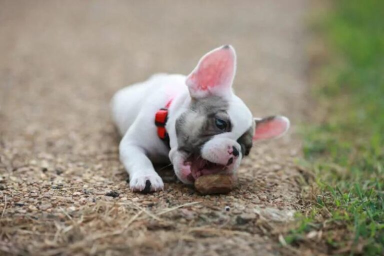 Skuteczne metody na oduczenie psa gryzienia kamieni – poradnik dla właścicieli