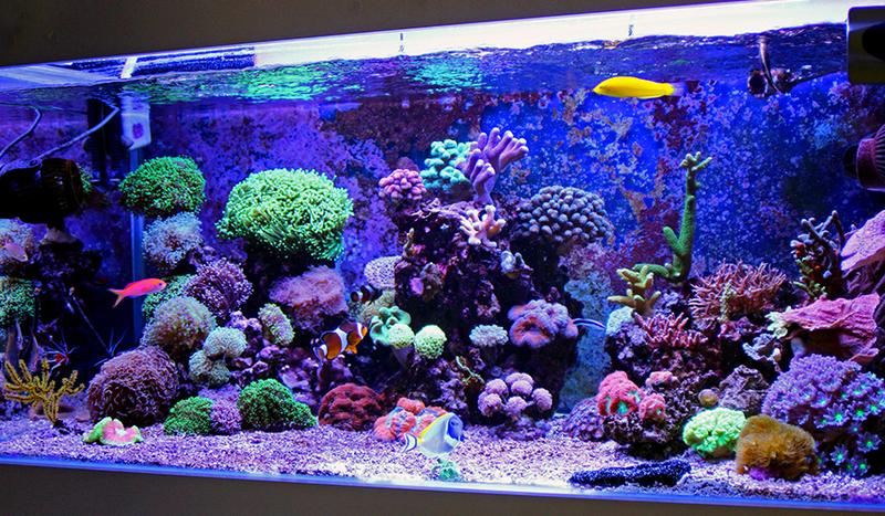 Skuteczne metody na redukcję no3 w akwarium morskim