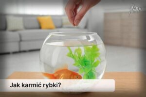 Skuteczne strategie, jak karmić rybki akwariowe, by cieszyły się zdrowiem
