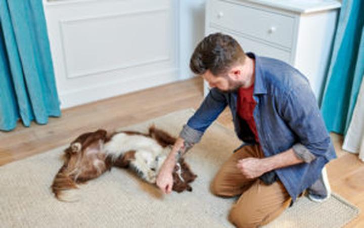 Zabawa i nauka: skuteczne sposoby, jak nauczyć psa turlania