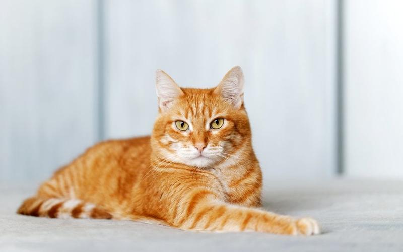 Zaskakująca liczba chromosomów u kotów – co warto wiedzieć?