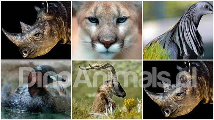 Zwierzęta, które zniknęły na zawsze: tragedia wymarłych gatunków XX wieku