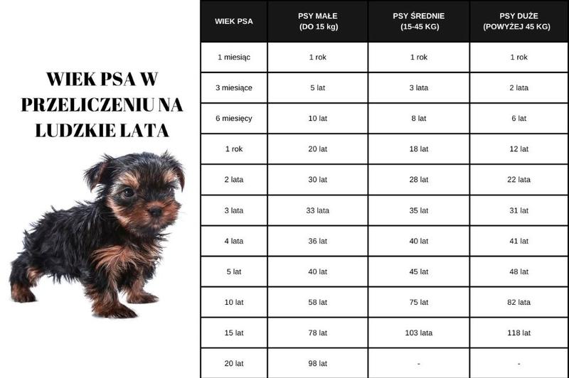 4 miesiące psa ile to lat