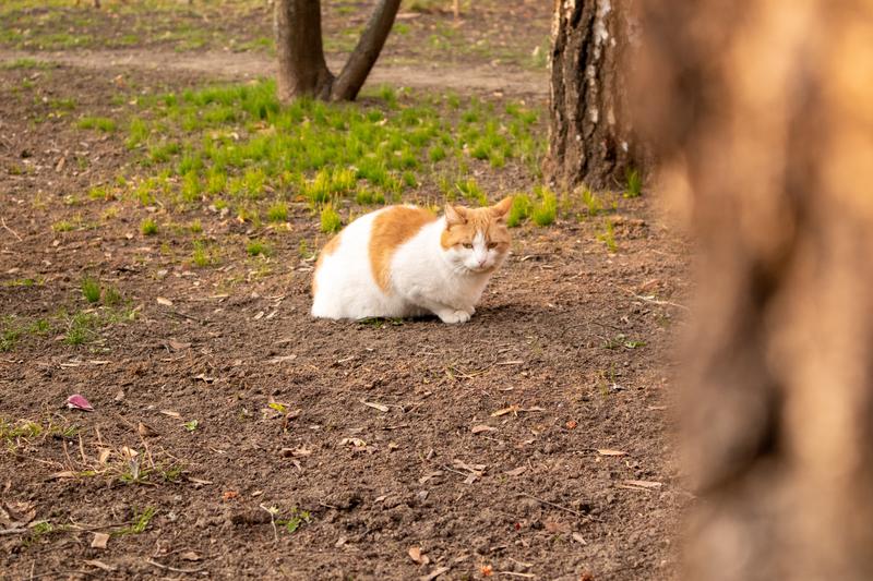 Adopcja kota ze schroniska