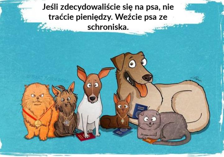 Adopcja psa ze schroniska