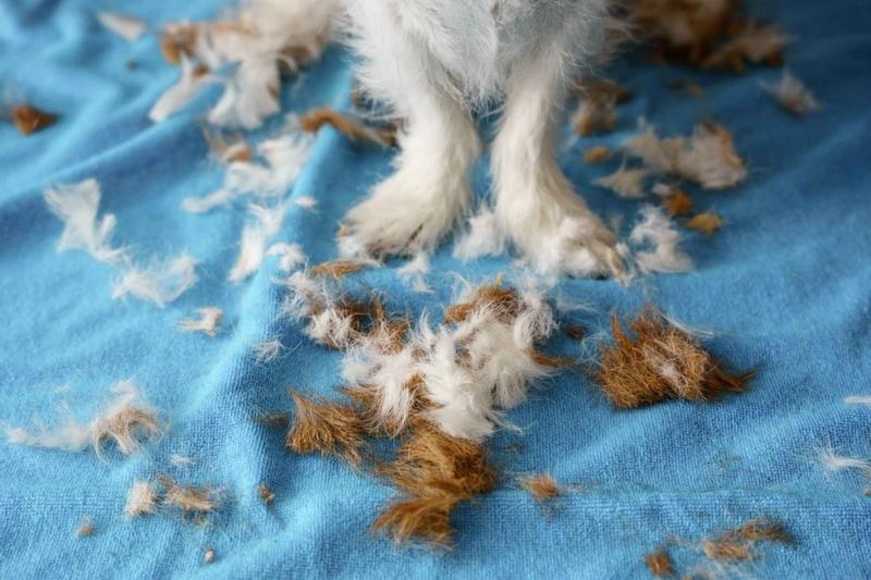 Akcesoria do usuwania psich włosów