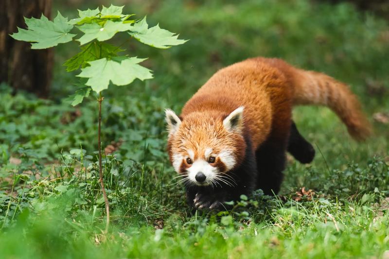 Alternatywne środki transportu do zoo