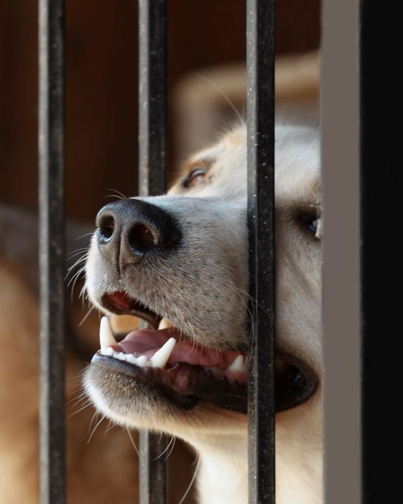 Alternatywy dla usypiania zwierząt