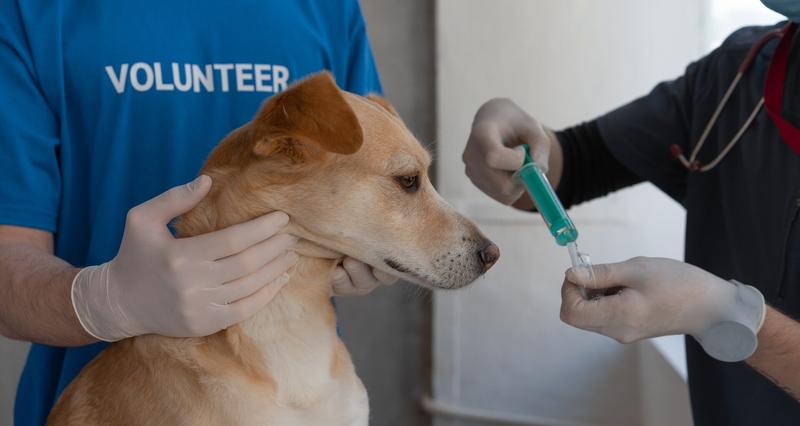 Bezpieczeństwo i komfort psa