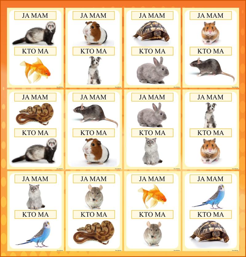 Bezpieczeństwo i zdrowie zwierząt