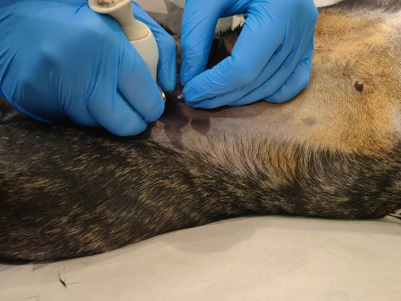 Biopsja u psa krok po kroku