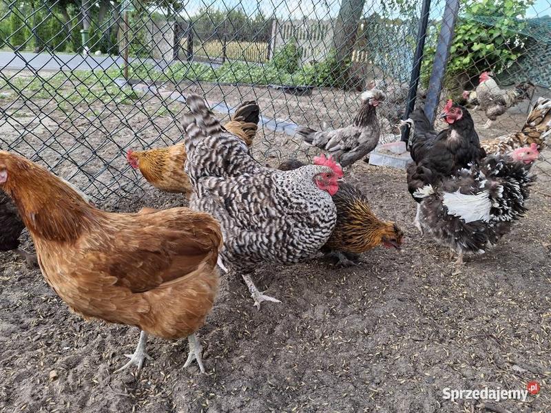 Budowa i wygląd czubatki