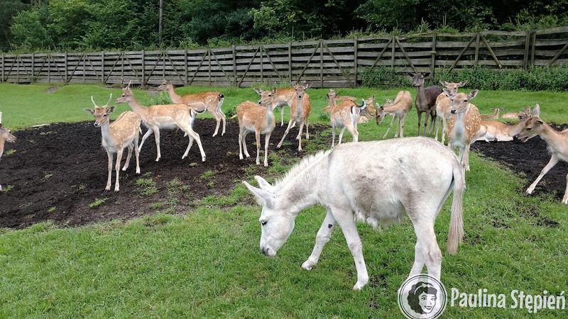 Co zobaczyć w Kadzidłowie