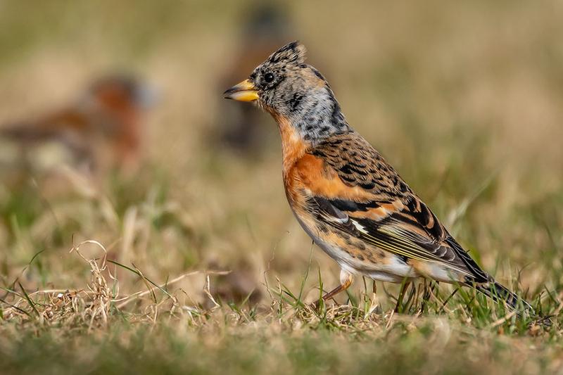 Czubatka charakterystyka gatunku