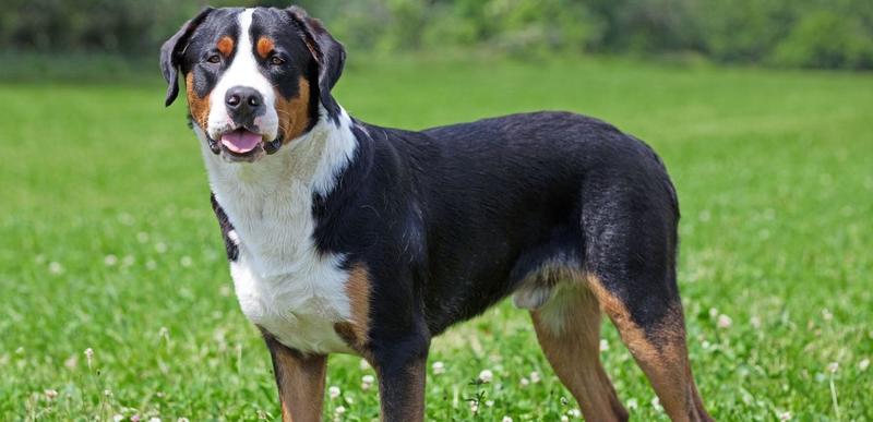 Czynniki zewnętrzne wpływające na dźwięki psów