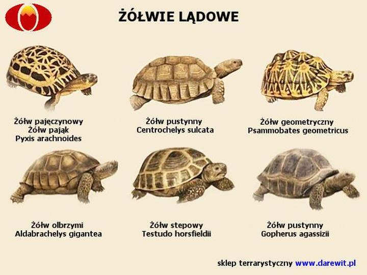 Dieta żółwia stepowego zimą