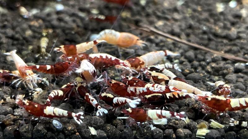 Dobór gatunków ryb do kuli