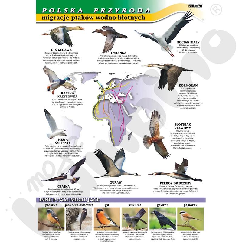 Ekologia migracji ptaków