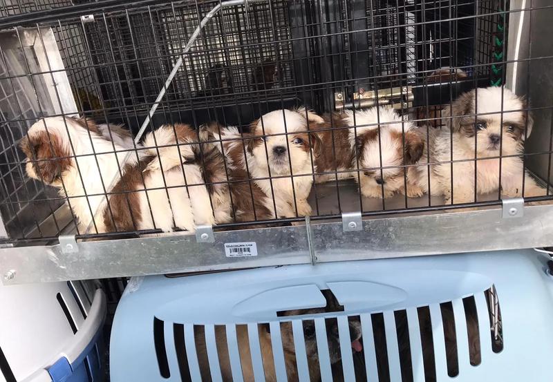 Etyka i odpowiedzialność hodowcy