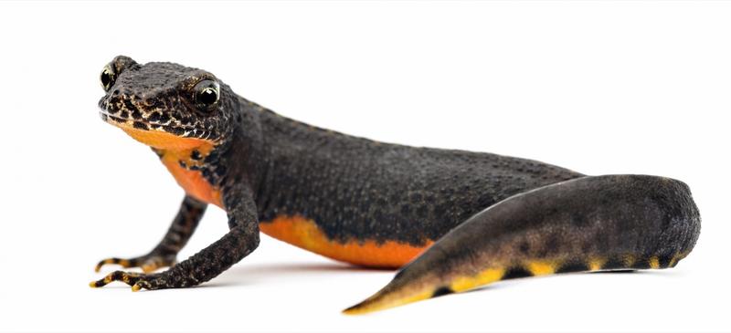 Gatunki jaszczurek w Polsce