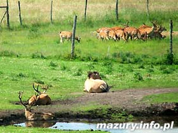 Gatunki zwierząt Kadzidłowo