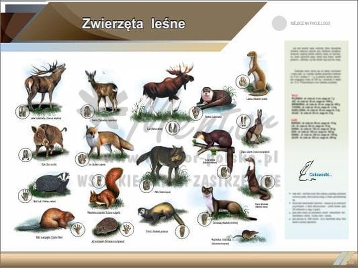 Grzyby jadalne i trujące w lesie