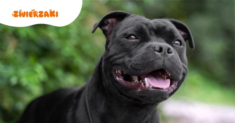 Harmonijne współżycie z amstaffem