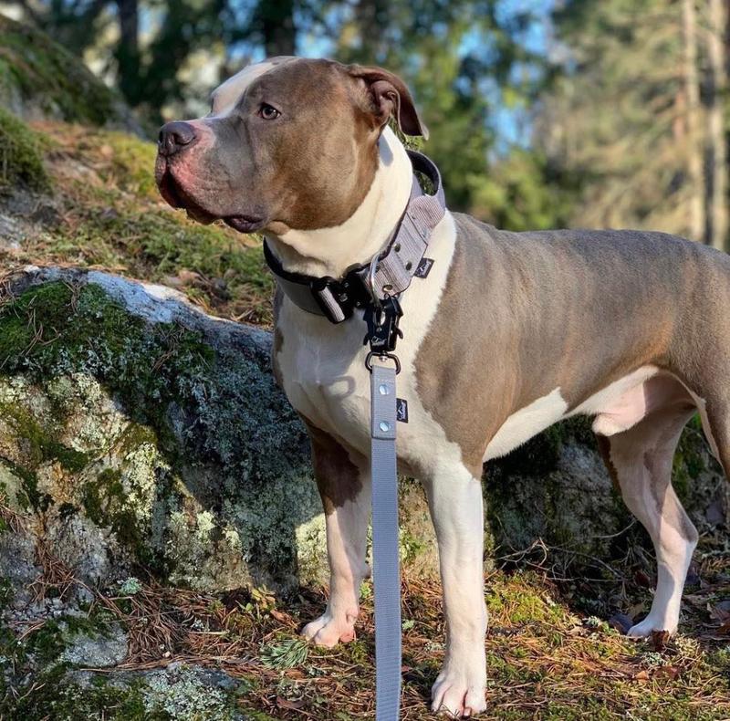 Historia i cechy charakterystyczne amstaffa