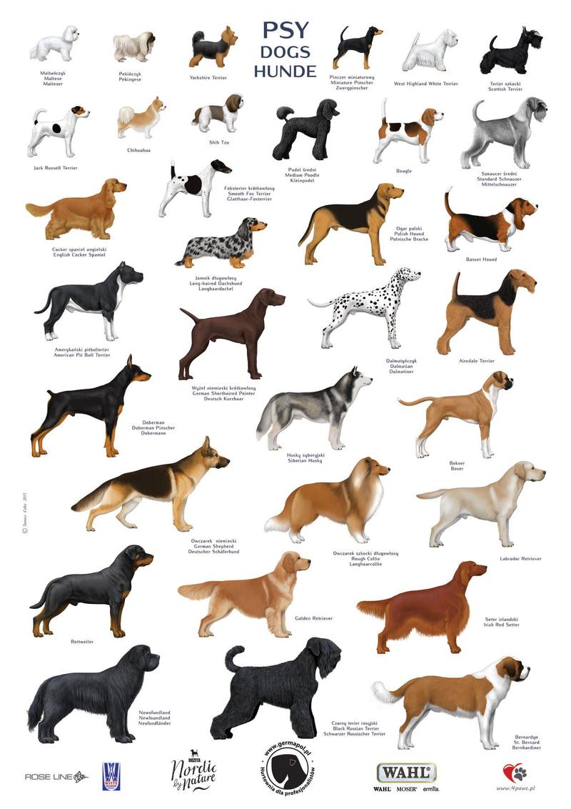 Historia i pochodzenie ras psów