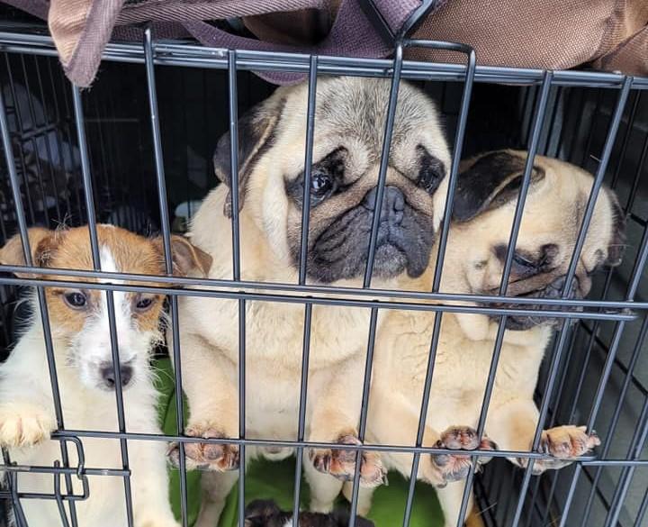 Hodowla psów porady