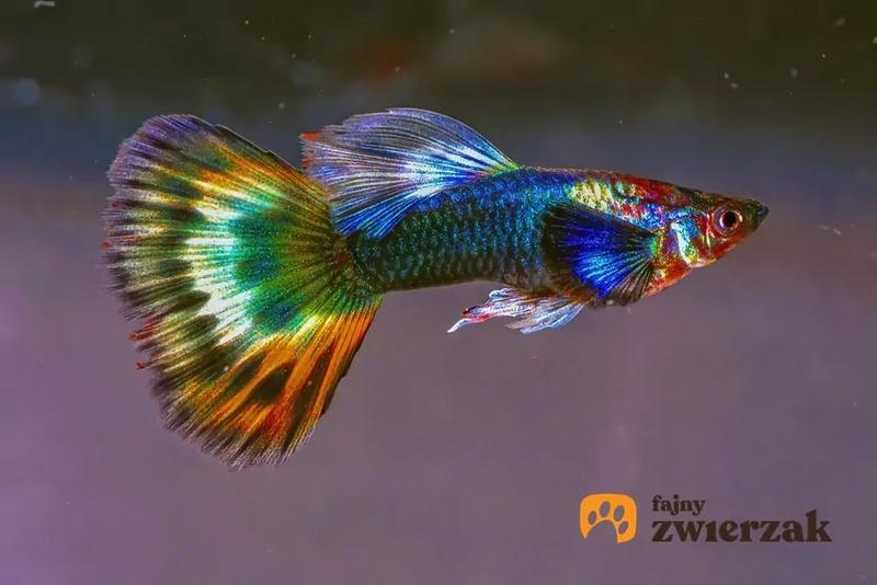 Hodowla rybek w kuli