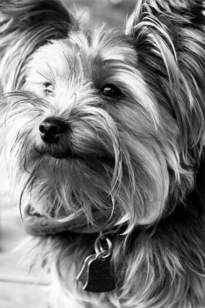 Ile razy karmić yorka