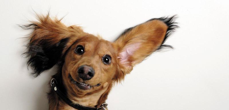 Jak nauczyć psa uśmiechu